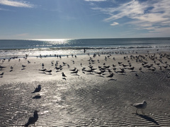Birds on the beach